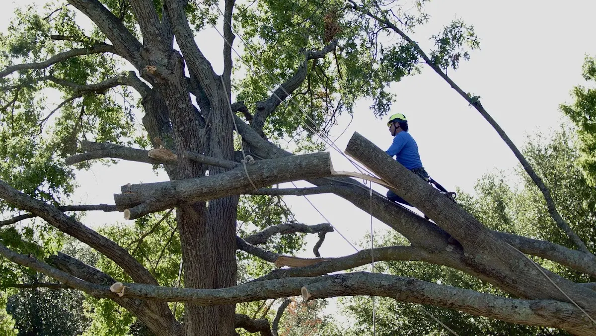 Professional Hazardous Tree Removal performed by certified arborists in Deane